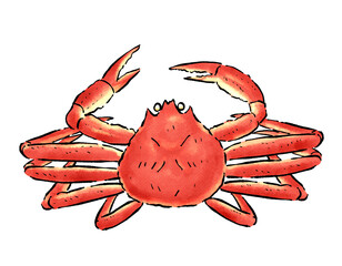 冬の味覚ズワイガニ　水彩風