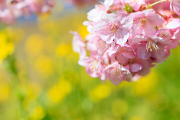 美味しい河津桜と菜の花の景色　
静岡県賀茂郡下賀茂、みなみの桜と菜の花まつり
