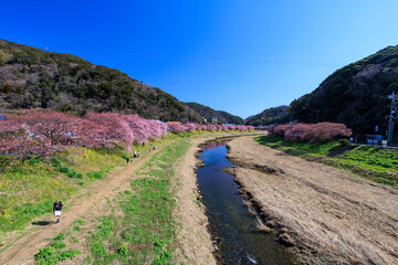 美味しい河津桜と菜の花の景色　
静岡県賀茂郡下賀茂、みなみの桜と菜の花まつり
