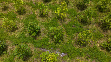 Aerial view. Drone shot of a field of Kratom or Mitragyna Speciosa Plant with bright green leaves.
