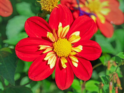 Beautiful red and yellow Dahlia flower, variety Ann Breckenfelder