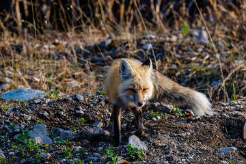 Red fox (Vulpes vulpes) walking in Yellowstone National Park during spring.
