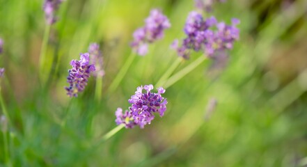 closeup on lavender flower blooming in a garden