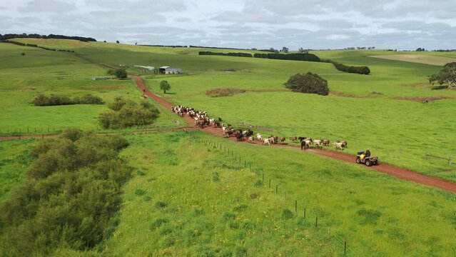 man working in agriculture. Boy riding a motorbike on a farm in outback Australia. Ranch worker herding cattle and cows in a field with a dog on a gravel road. Young farmer mustering livestock.