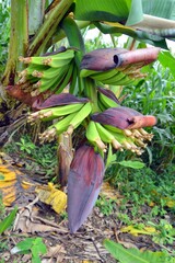 flowers of banana in the garden