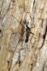 mosquito on wood
