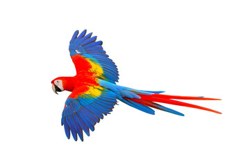 Obraz premium Colorful flying parrot isolated on transparent background png file