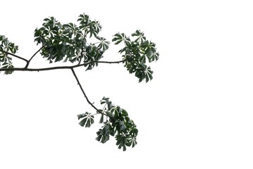 Fototapeta premium Kapok tree with leaves and branches on white isolated background for green foliage backdrop 
