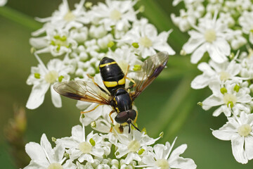 Closeup on a colorful Two-banded Spearhorn hoverfly, Chrysotoxum bicinctum sitting on white hogweed flower