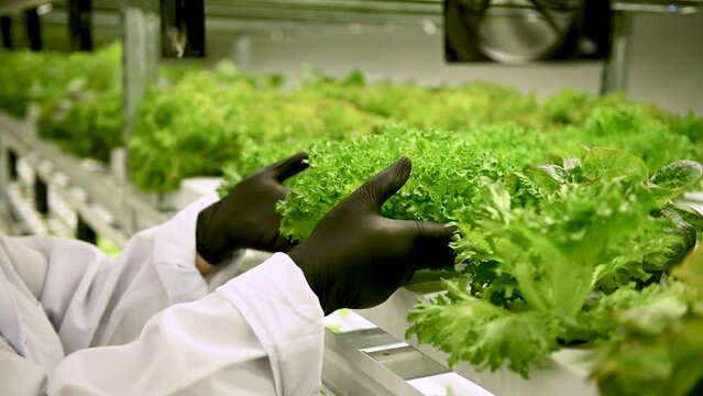 An employee in black gloves reviews and corrects the leaves of the salad on the hydroponics farm
