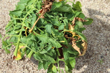 120716庭

庭
あさがお
ガーデニング
つぼみ
グリーンカーテン