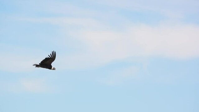 Andean condor in flight showing off its wingspan. Slow-motion.