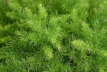 Natural background of Asparagus Densiflorus, Asparagus fern plants.  A small green leaves in the tropical garden. Ornamental and ground cover plants for decorating in the garden.