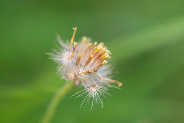 Close-up of the seed of Tridax procumbens, Coat buttons flowers blooming with yellow pollen white feathers, and natural light on a green background.