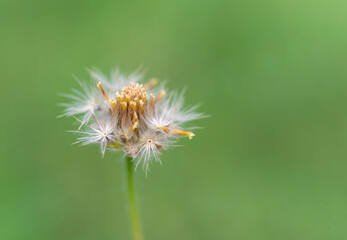 Close-up of the seed of Tridax procumbens, Coat buttons flowers blooming with yellow pollen white feathers, and natural light on a green background.