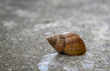 Close-up of a giant snail walking slowly on the floor. A snail lives in an empty shell for self-protection.