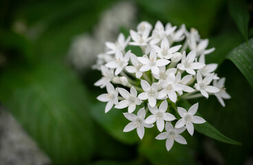 Close-up of white Pentas lanceolata bouquet, Egyptian star cluster. Small white flowers are blooming in the tropical garden.