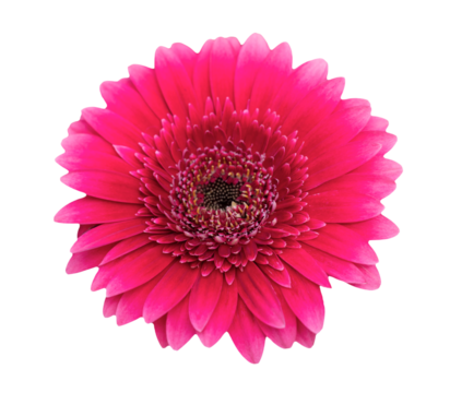 Close-up of a pink gerbera flower. Petals and stamens are dark. The end of the flower is light pink. PNG file.