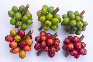 Lao Coffee, Paksong, pictures of ripe coffee beans ready to be harvested at an organic coffee farm. Fresh coffee from the farm