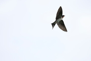 Barn Swallow in flight in the sky
