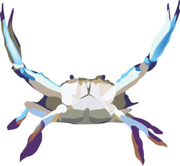 tropical crustacean blue crab aggressive predator- © fiore26
