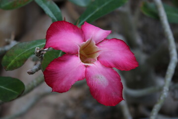 W&uuml;stenrose im Sand