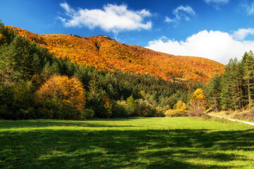 Beautiful colorful trees in autumn forest