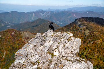 Fototapeta na wymiar Black raven bird on the rock on top of the hill with beautiful mountain landscape