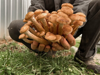 Male hands hold mushrooms of honeydew. The fungi man found a lot of mushrooms. Autumn gifts of the forest