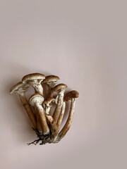 Mushrooms of honey mushrooms with a mycelium lie on a beige monochrome background. Copy space. Top view