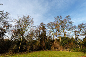 Grass field, trees and blue sky