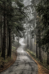 Dark autumn forest with rural road in fog at morning