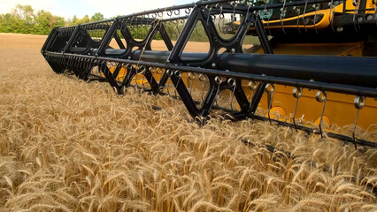 Combine harvester harvests ripe wheat. agriculture