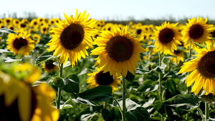 Sunflower natural background. Sunflower blossoms. Sunflower close-up.