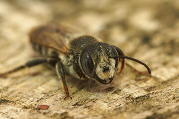 Closeup on a large Mediterranean white sectioned leafcutter solitary bee, Megachile albisecta , sitting on wood