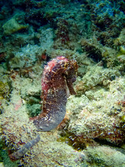 Whispers of the Sea: Mesmerizing Seahorse Captured in Tranquil Elegance, Perfect for Adding a Touch of Oceanic Wonder to Your Home Decor