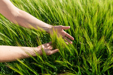 Close-up of Farmer hand holding green wheat ears in the field. Agricultural business.