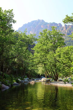 Figarella river in the Bonifatu forest in Corsica next to Calvi