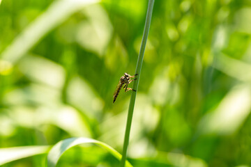 predatory fly ktyr sits on an ear of wheat