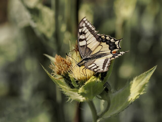 Swallowtail butterfly (Papilio machaon) - a species of day butterfly from the swallowtail butterfly (Papilionidae). It has yellow wings with black and blue patterns. Inhabits all of Europe, Asia and N