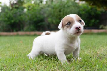 puppy dog Jack russel terrier on lawn near house. Happy Dog with serious gaze on face