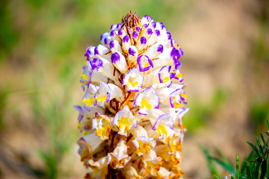 Cistanche medicinal flower, a rare medicinal plant in the desert. Cistanche flower close-up.