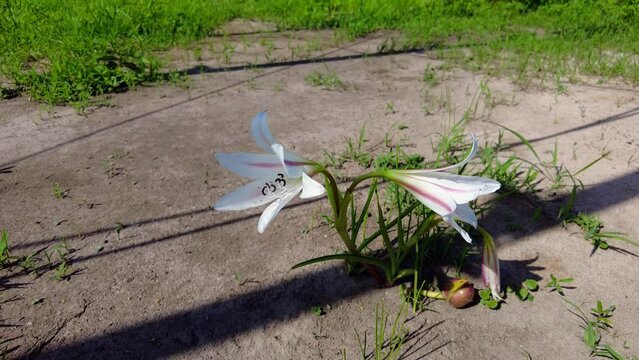 Beautiful wild Pink Striped Trumpet Lily Crinum Latifolium Flowers Blooming with developing fruit in The Gambia, West Africa pull-back shot
