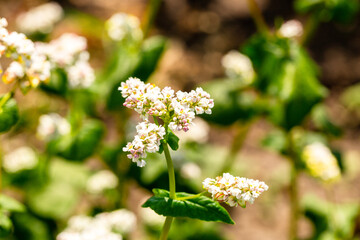 Buckwheat macro with white flowers. Fagopyrum esculentum