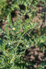 Chickpeas in garden with leaves. Chickpeas plant growing.