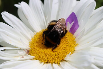 Closeup of a Buff tailed bumble bee on white daisy flower