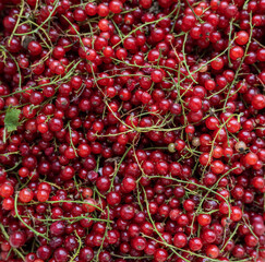 Natural looking red currant. Selective focus.