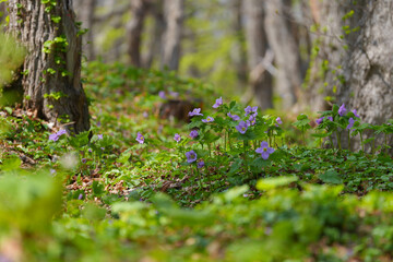 Naklejka premium シラネアオイ