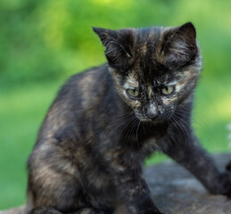 brown kitten