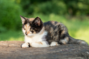 tricolor kitten